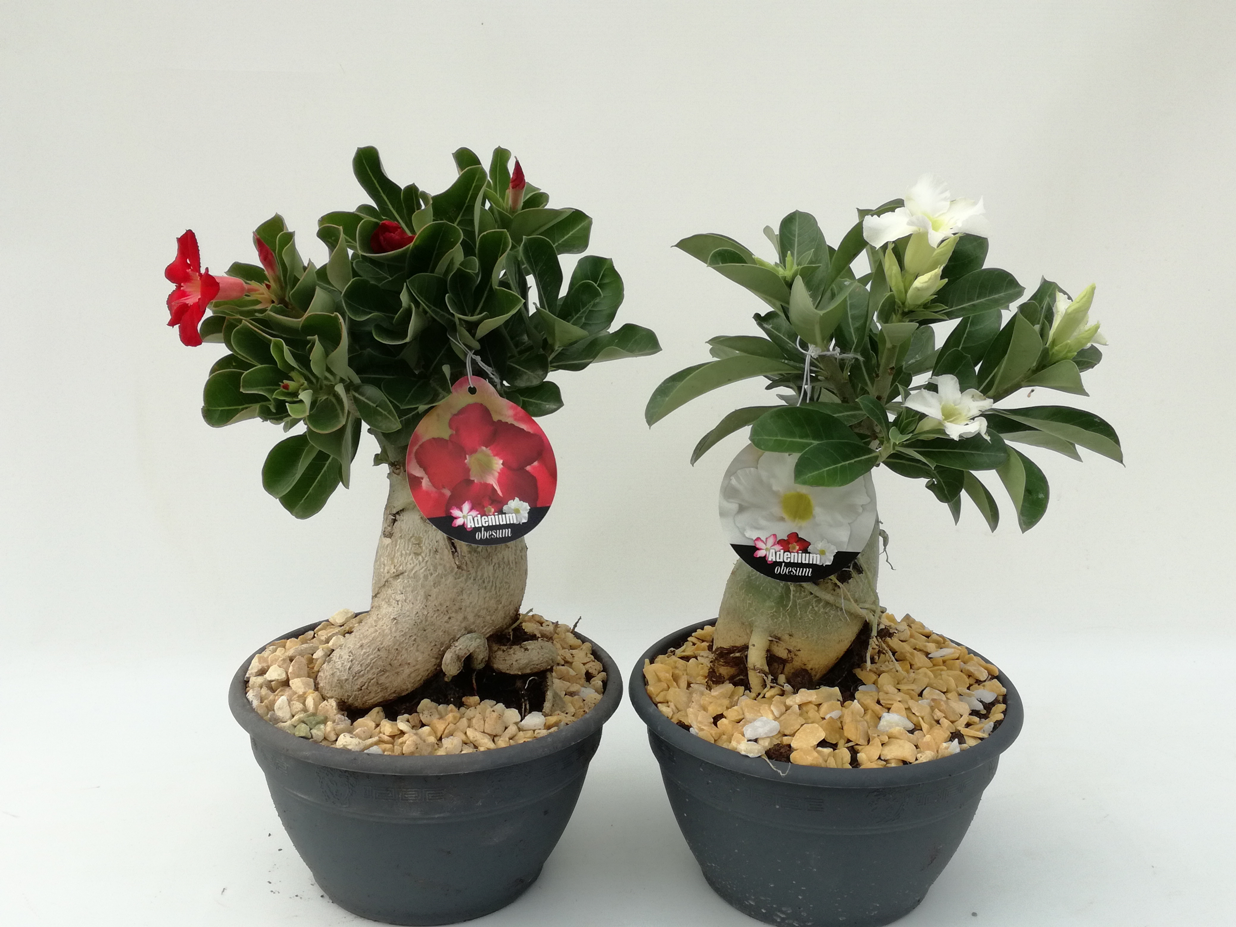 Adenium 23